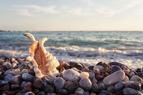 Cáscara adornada en la orilla del mar pedregosa — Foto de Stock