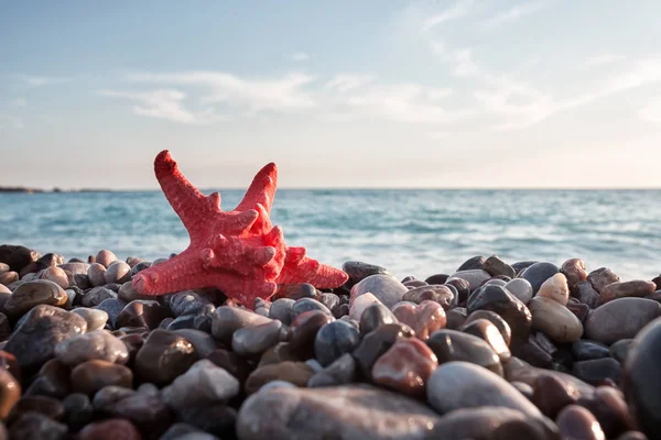 Estrella roja del mar en la playa de guijarros — Foto de Stock