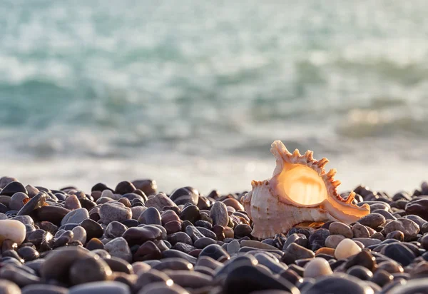 Güzel bir deniz kabuğu ile deniz kayalık sahil