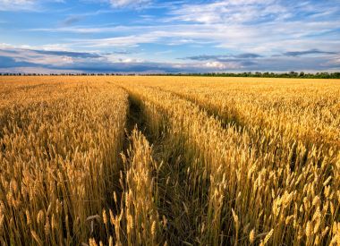 Buğday sarı kulakları olan alana yol