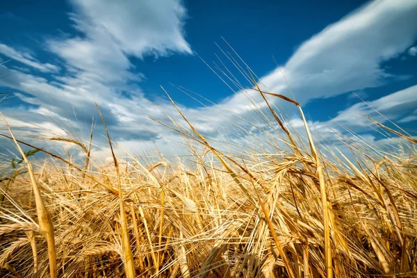 Golden ears of wheat against blue sky — Stock Photo, Image