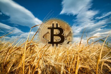 Buğday olgun kulaklarından yükselen Bitcoin
