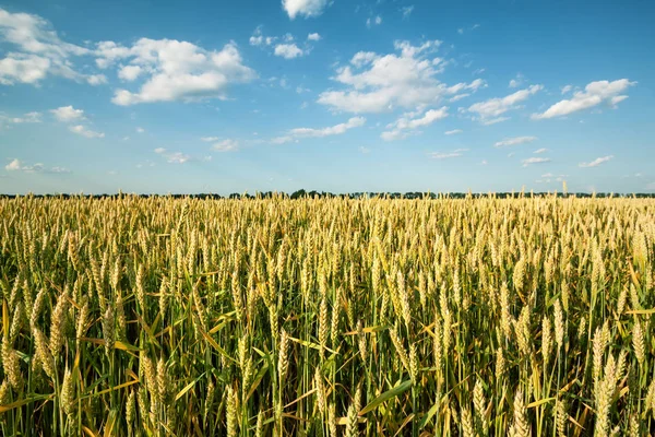 Feld mit grünen Weizenähren — Stockfoto