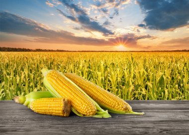 Ahşap masa üzerinde mısır koçanı yığını