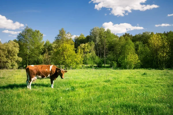 Foltos tehén, a zöld legelő — Stock Fotó