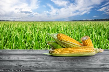 Soyulmuş mısır koçanı karşı bir mısır tarlası