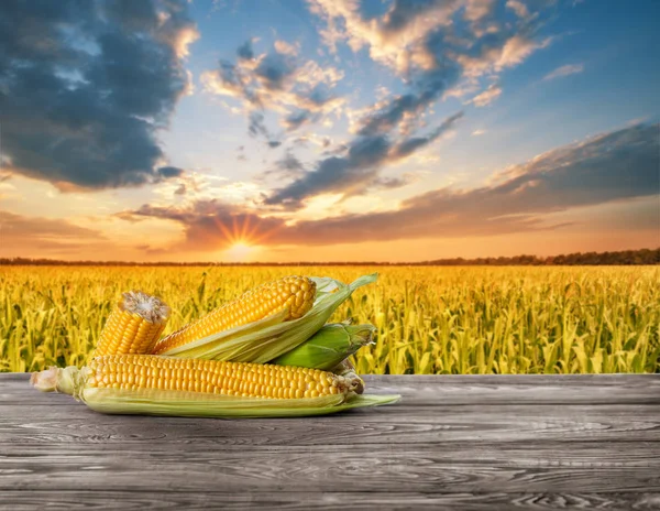 Gepelde rijpe maïskolven tegen cornfield — Stockfoto