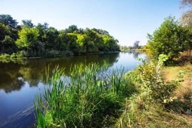 Kıyıda sazlıkve yeşil ağaçlar ile Nehir