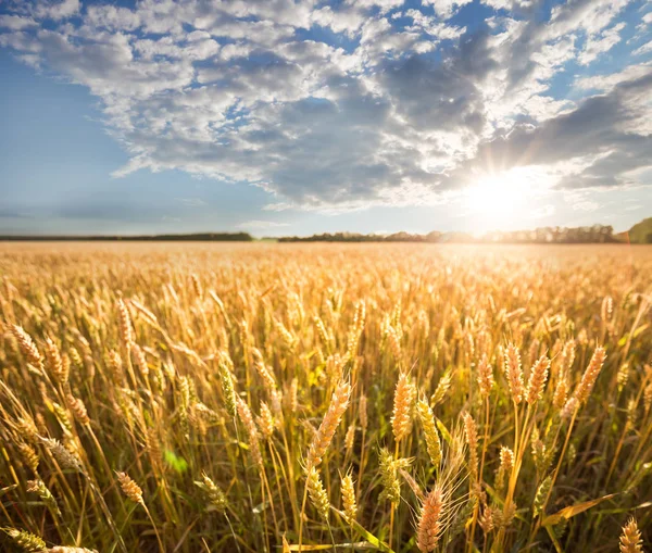 Золотые колосья пшеницы под синим небом — стоковое фото