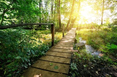Ormandaki nehrin üzerindeki tahta köprü.