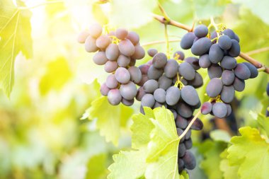 Dalda bir demet olgun mavi üzüm.