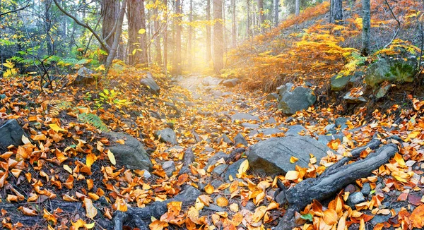 Rocky path to sun in autumn forest — Stock Photo, Image