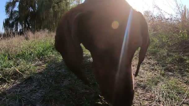 Een teckel hond rent naar boven en eet iets lekkers. — Stockvideo