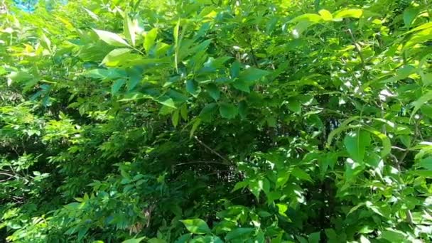 El follaje verde de un árbol se agita en el viento — Vídeos de Stock