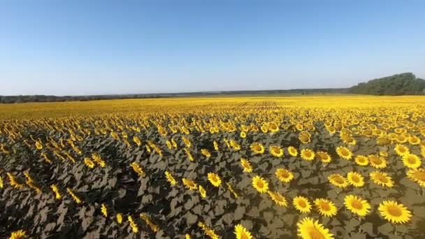 El campo con las flores amarillas del girasol — Vídeo de stock