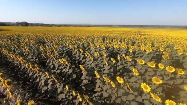 Campo con flores amarillas de girasol — Vídeo de stock