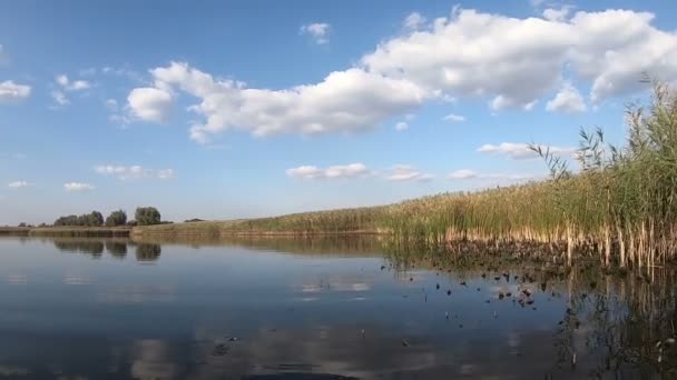 Тростник на озере — стоковое видео