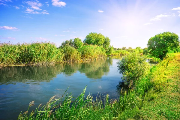 Fluss auf einer Wiese zwischen grünen Bäumen — Stockfoto