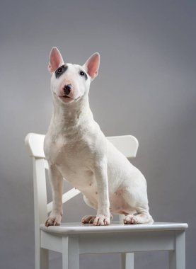 Stüdyoda sandalyede boğa teriyeri köpeği.