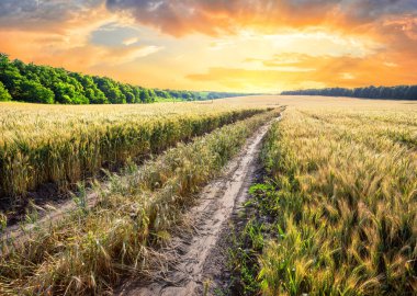 Buğday tarlasında köy yolu