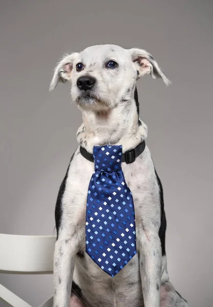Собака с галстуком на шее — стоковое фото