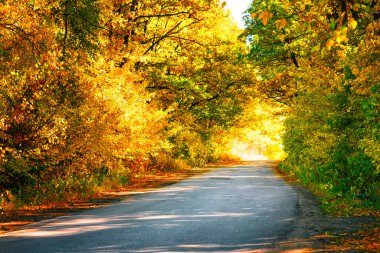 Sonbahar ormanında asfalt yol