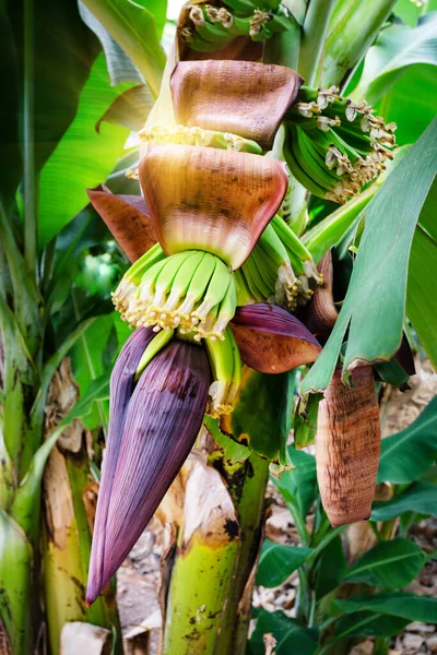 Floare de banane cu banane verzi pe ramură — Fotografie, imagine de stoc