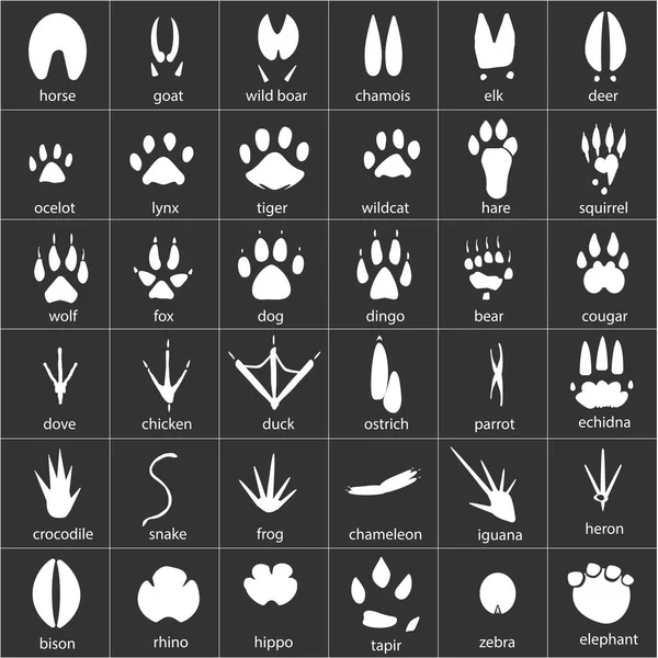 Animal Avian Reptile Footprints Vector Set Foot Prints Wild Animals — Stock Vector