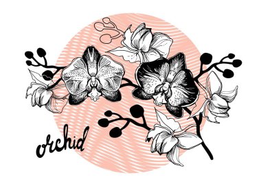 Siyah ve beyaz tropikal çiçek dalları Orkideler, falaenopsis.