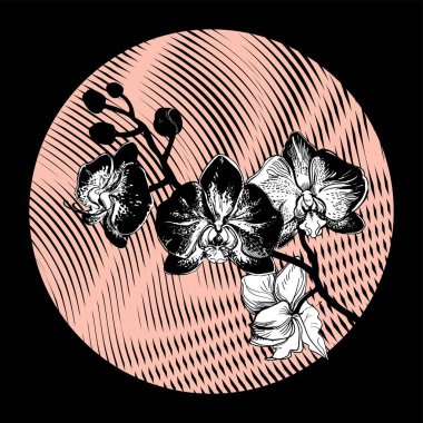 Tek renkli tropik çiçek dalları Orkideler, Phalaenopsis