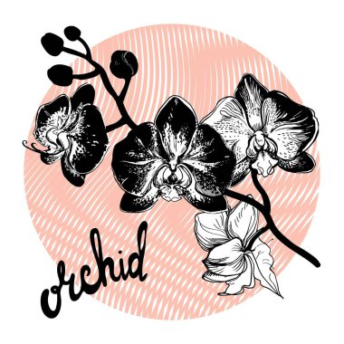 Dalgalı mercan doğrusal formunda, orkidelerin tropikal çiçekleri.