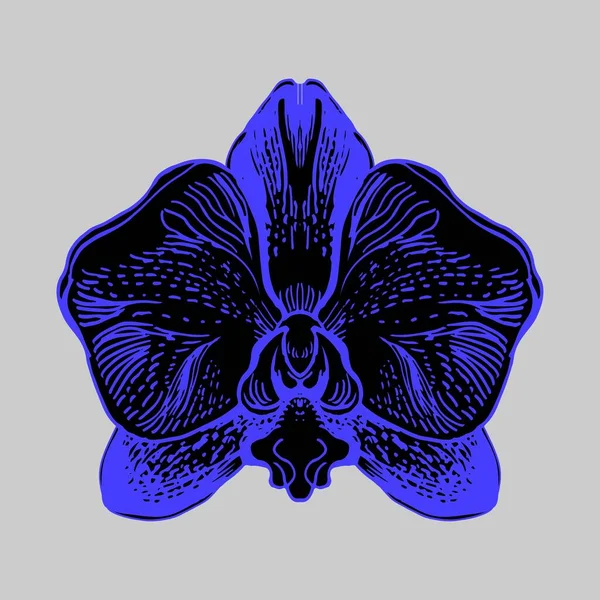 Fantastic flower phantom blue orchid isolated oh grey bacground. — Stock vektor