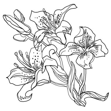 Lily çiçekleri, beyaza elle izole edilmiş bir çizimle çizilmiş.. 