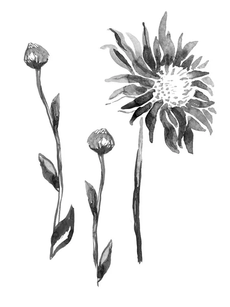 Tusche-Aquarell-Freihandskizze mit Chrysantheme. — Stockfoto