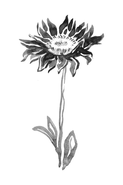 BlomstÃ ¤llning, stam och blad av Flower Chrysanthemum isolerad pÃ ¥vitt. — Stockfoto