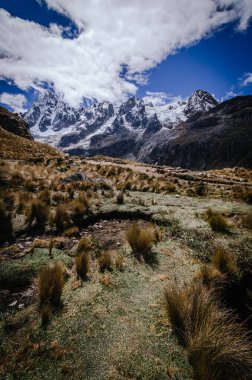 Yüksek karlı Taulliraju dağları önplanda bulut ve çalılarla çevrili, And Dağları 'nda quebrada santa cruz, dikey