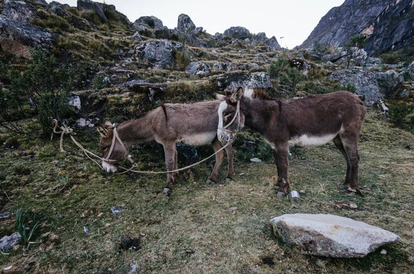 İki yük katırı Taullipampa kampında otluyor quebrada Santa Cruz de Peru 'da