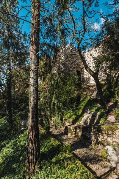 Castelo dos Mouros 'ta duvarın altındaki ağaçlar ve bitki örtüsü arasındaki patika sintra, Portekiz, dikey