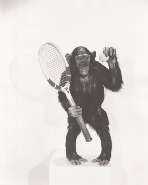 monkey holding tennis racket  clipart