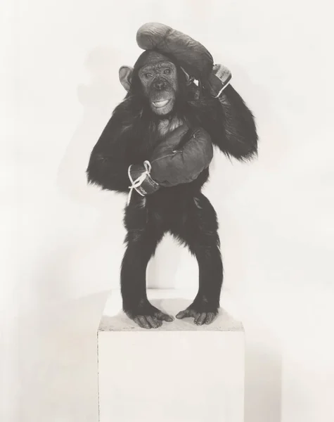 Opice nosí Boxerské rukavice — Stock fotografie