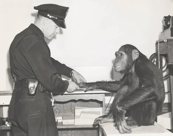 Policial segurando a mão do macaco — Fotografia de Stock