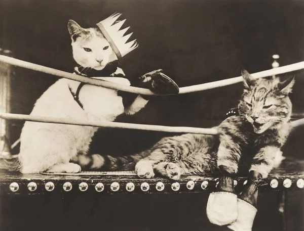 Winner cat with knocked out partner — Stock Photo, Image