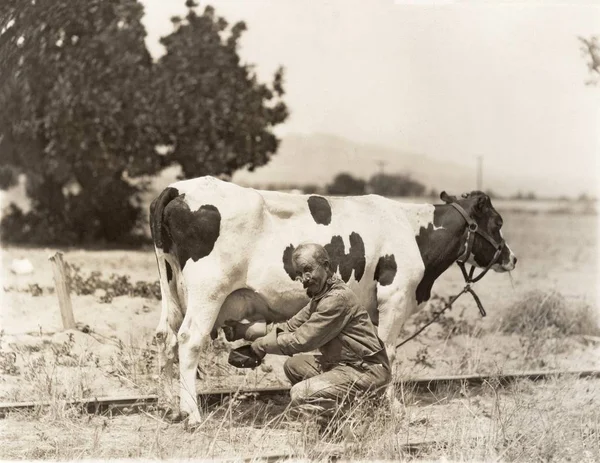 男は牛の乳搾り — ストック写真