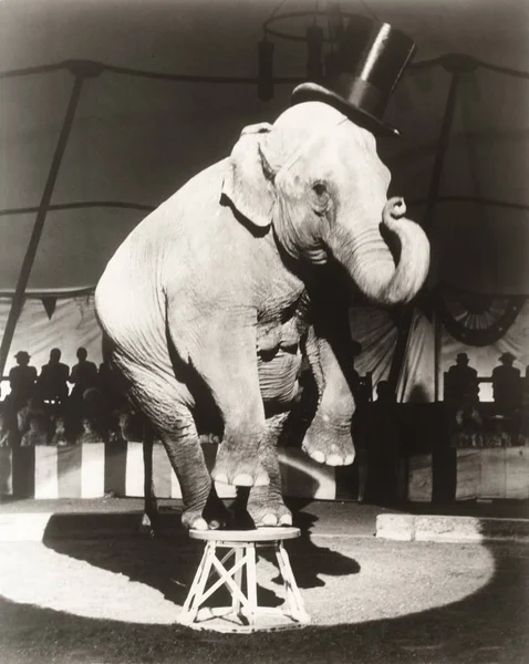 Elefant performt auf Hocker — Stockfoto
