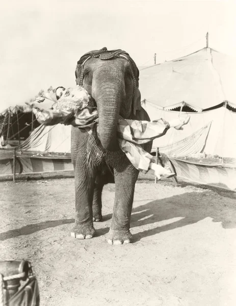 Elephant lyftande kvinna — Stockfoto