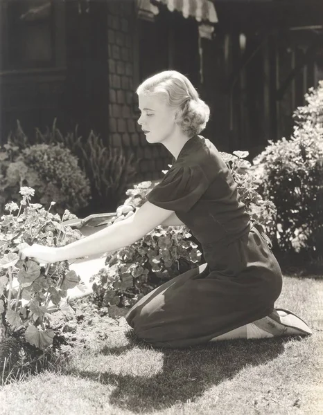 女人修剪植物 — 图库照片