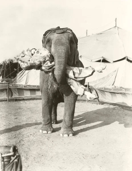 Elephant lifting female — Stock Photo, Image