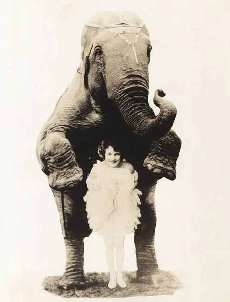 Woman and elephant in circus — Stock Photo, Image