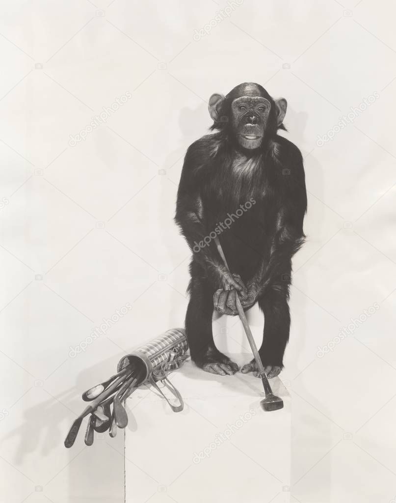 monkey holding golf club 