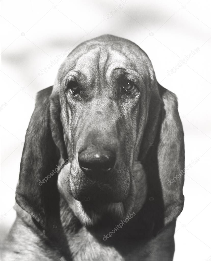 close up Portrait of a bloodhound